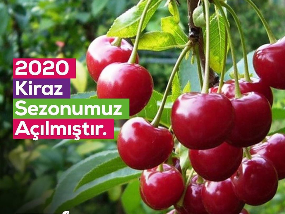 2020 Cherry Season Was Started