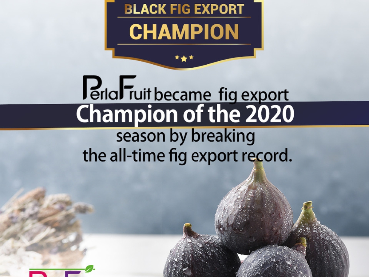 Perla Fruit Became Fig Export Champion