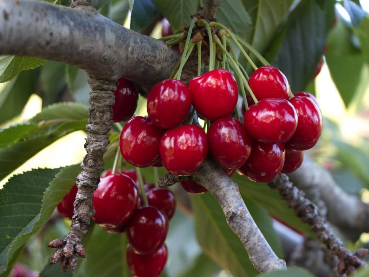 Advanced Technology Cherry Processing Line